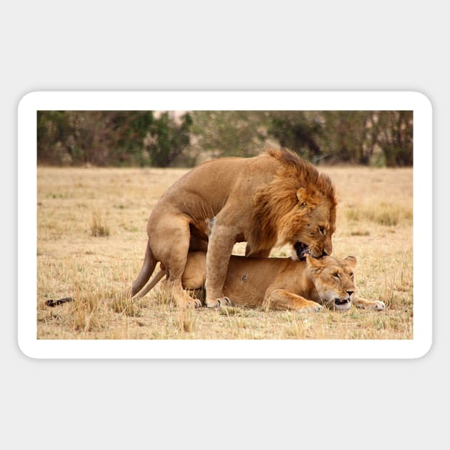 "Nibble, Nibble".  Lions Copulating, Maasai Mara, Kenya Sticker by Carole-Anne